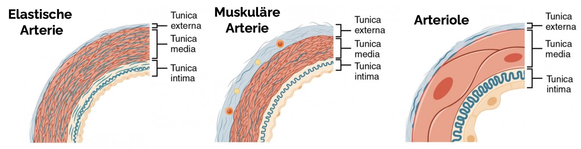 Aufbau und Unterschiede elastischer, muskulärer Arterien und Arteriolen
