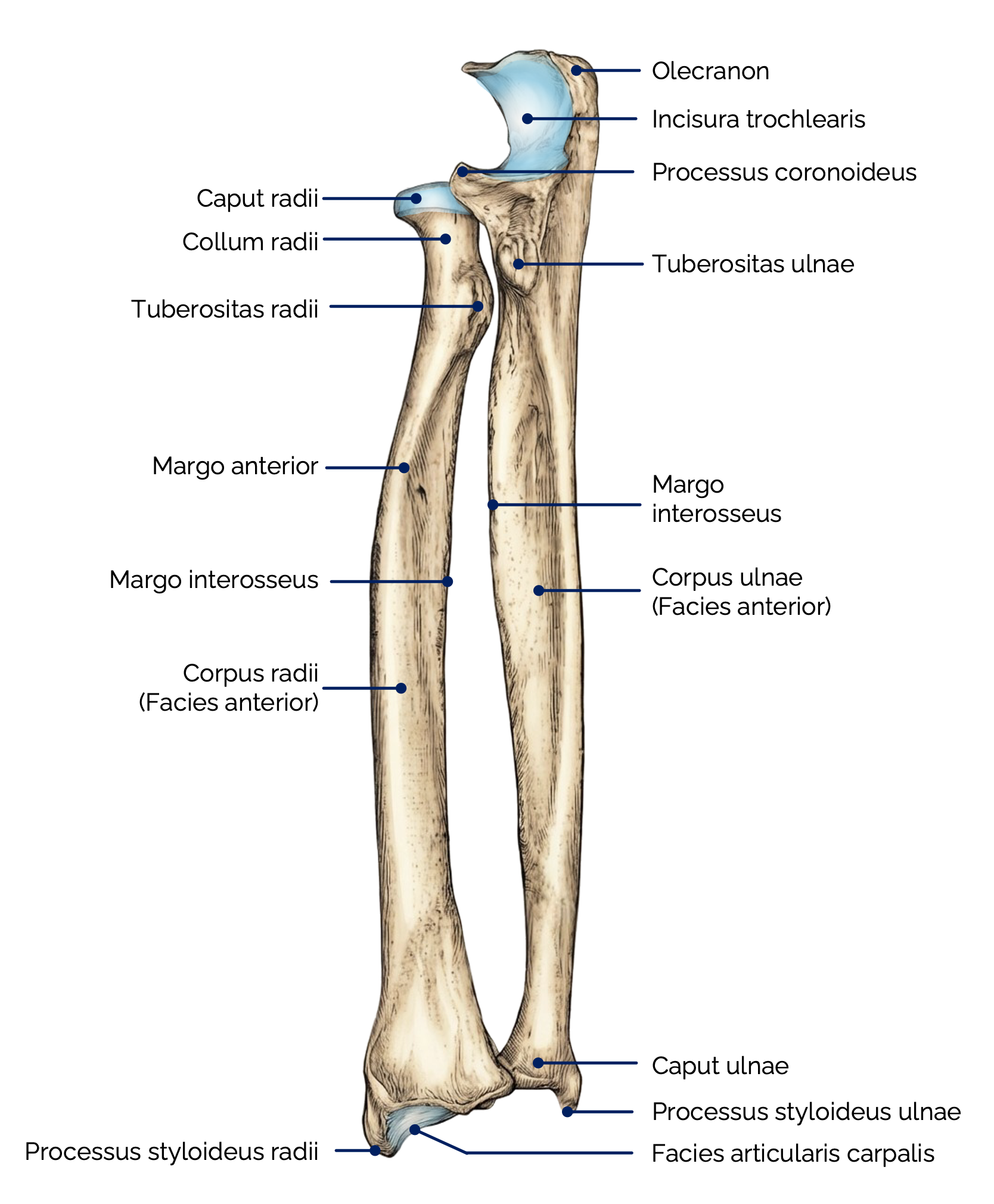 Unterarmknochen: Elle (Ulna) und Speiche (Radius)