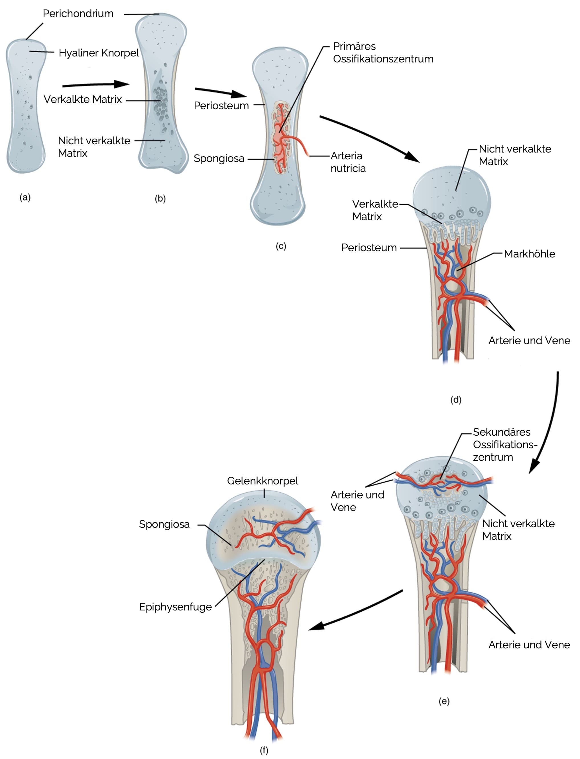 Schritte der enchondralen Ossifikation
