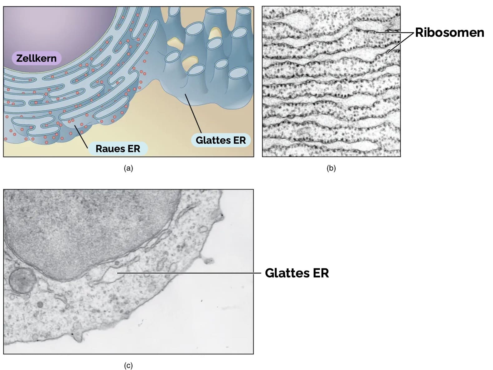 Endoplasmatisches Retikulum