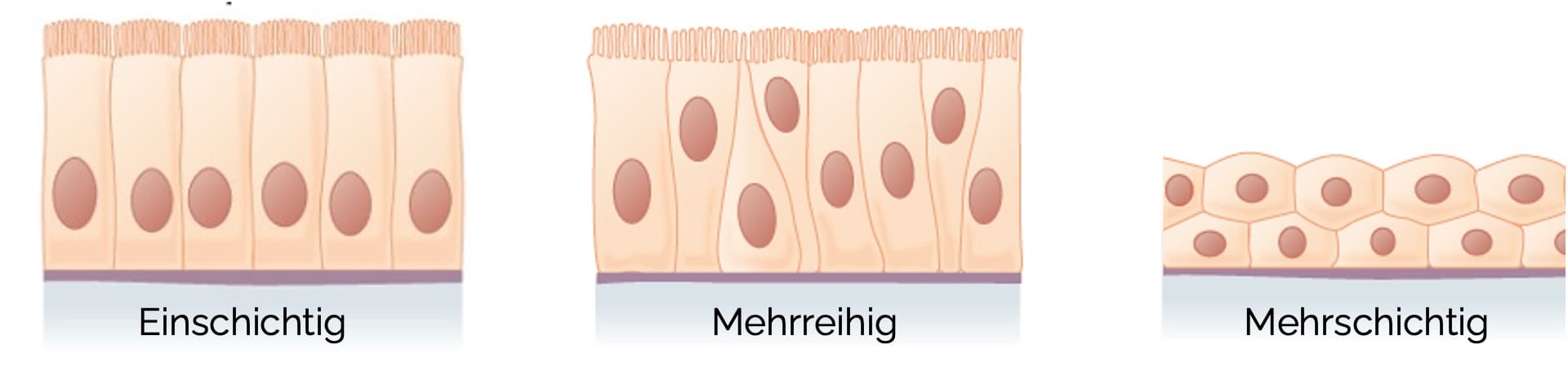 Kriterien zur Einteilung von Epithelien