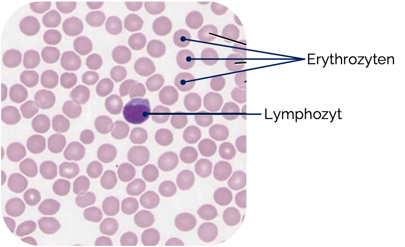 Erythrozyt