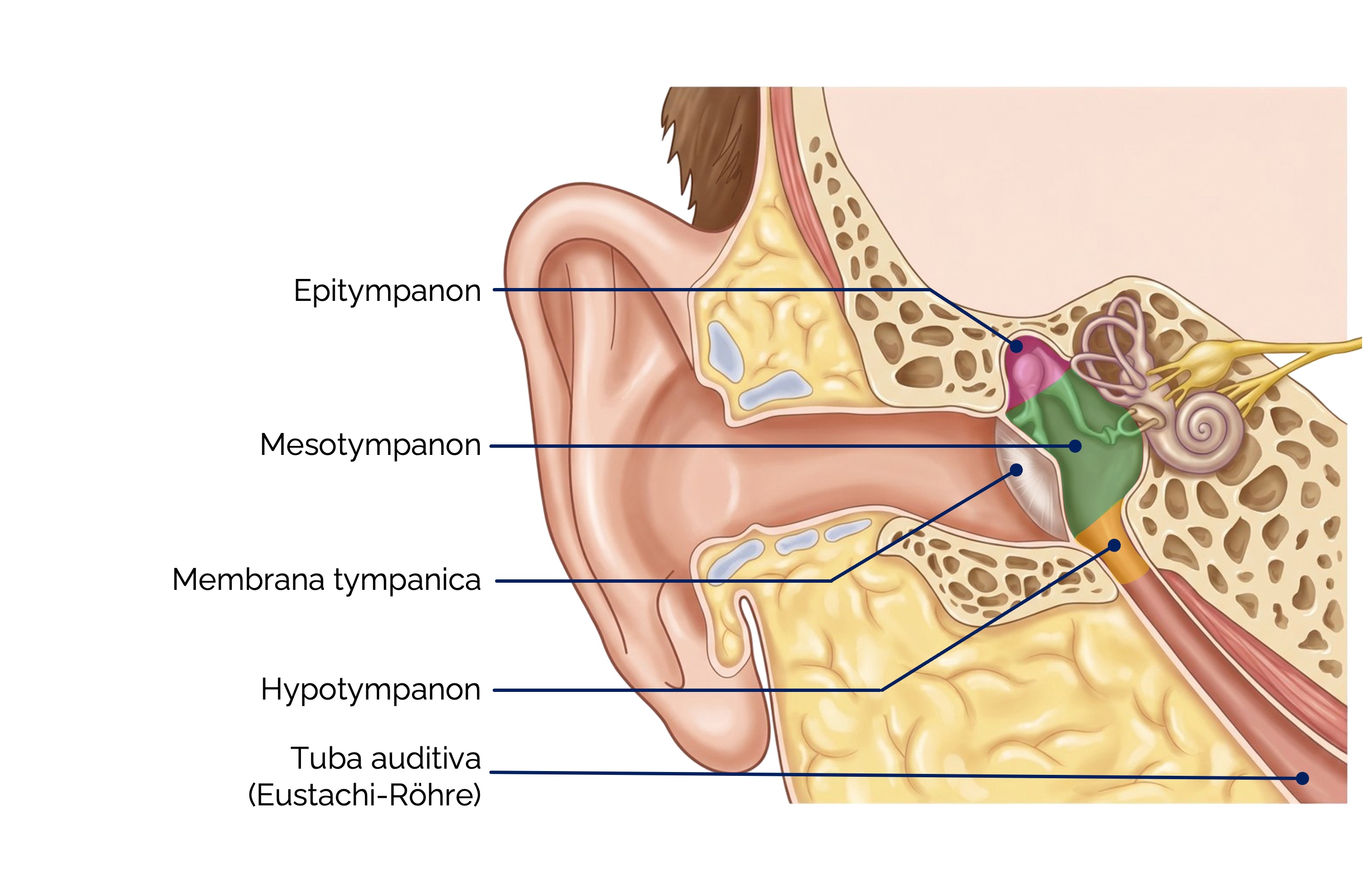 Paukenhöhle (Cavum tympani): Etagen des Mittelohres