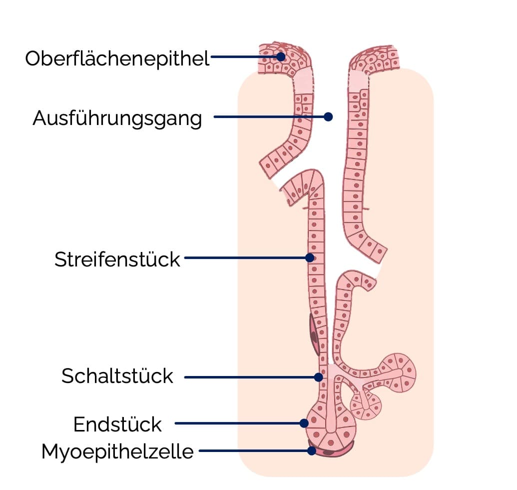 Extraepitheliale Drüsen: