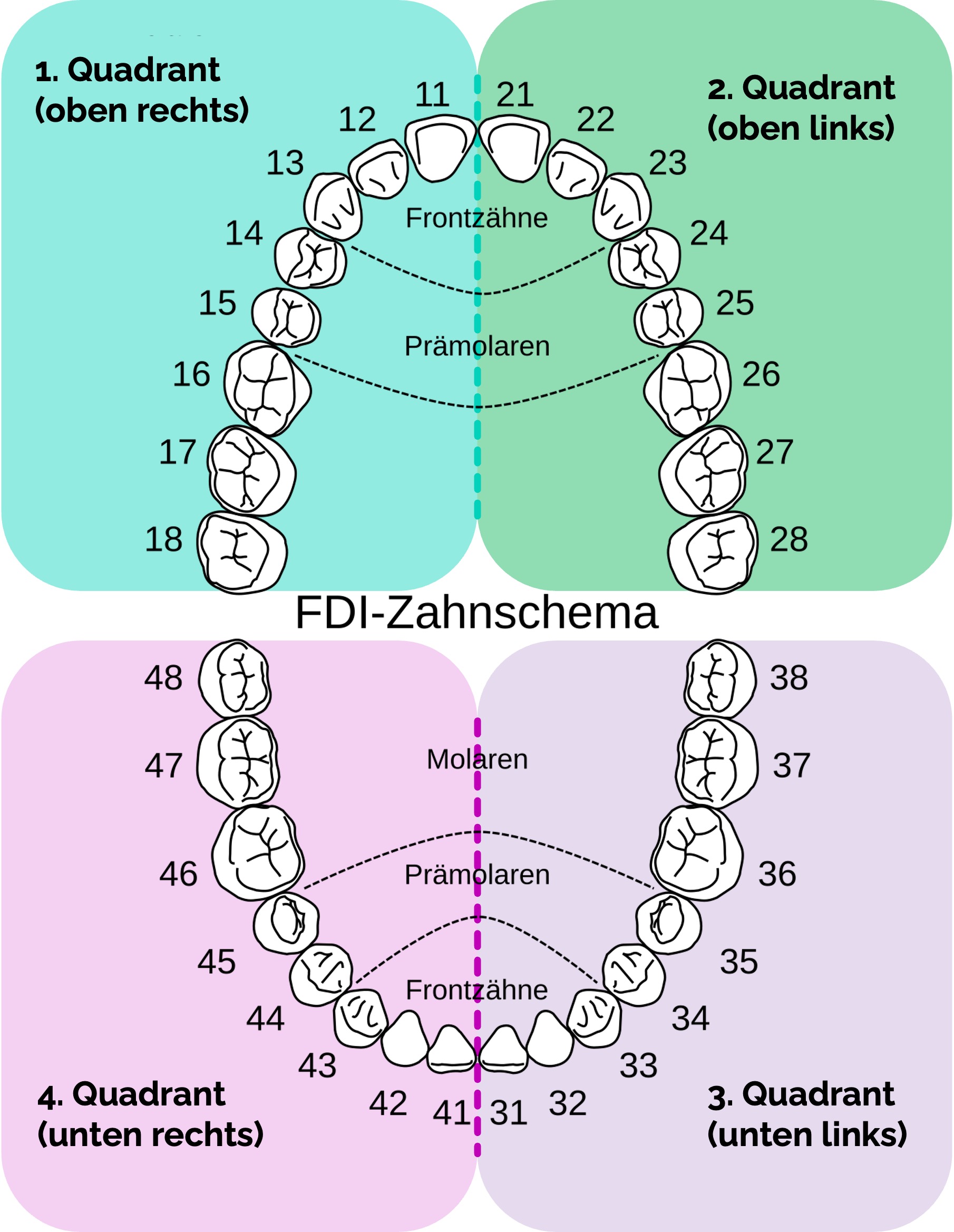 FDI-Zahnschema des bleibenden Gebisses