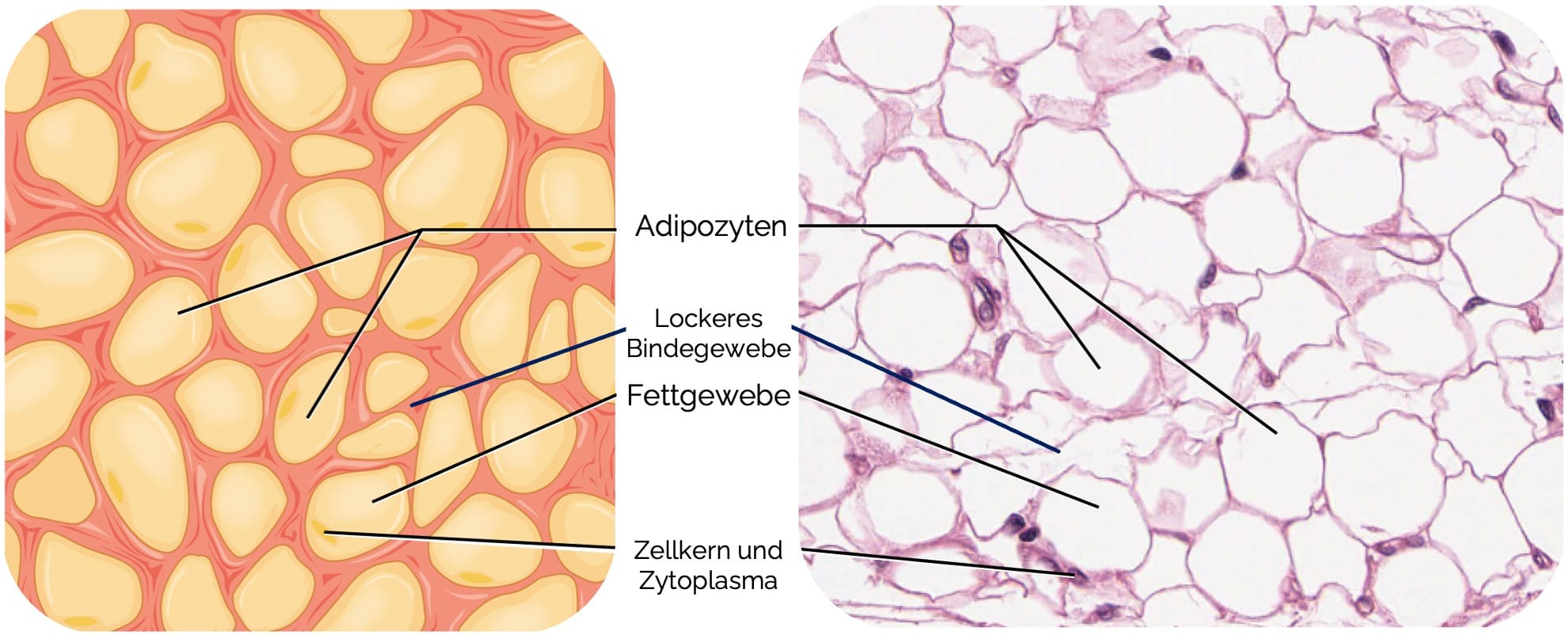 Fettgewebe – Lockeres Bindegewebe mit wenig extrazellulärer Matrix