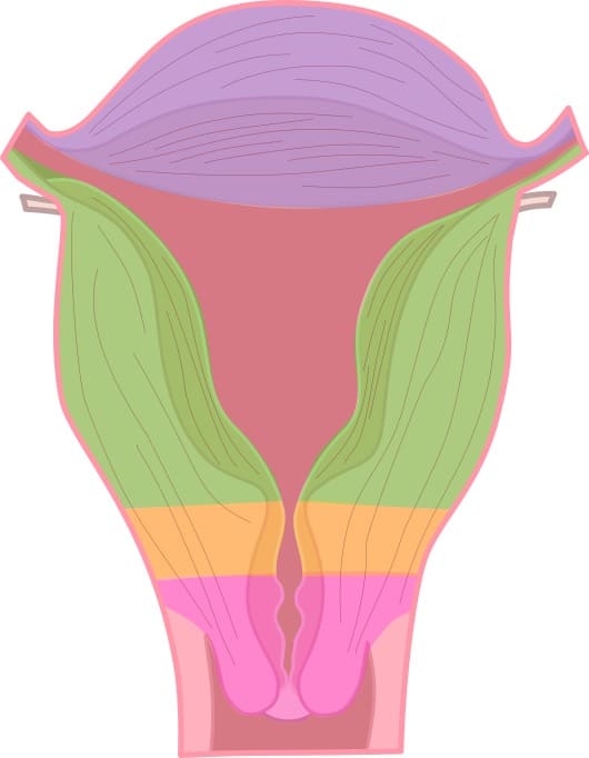 Aufbau der Gebärmutter