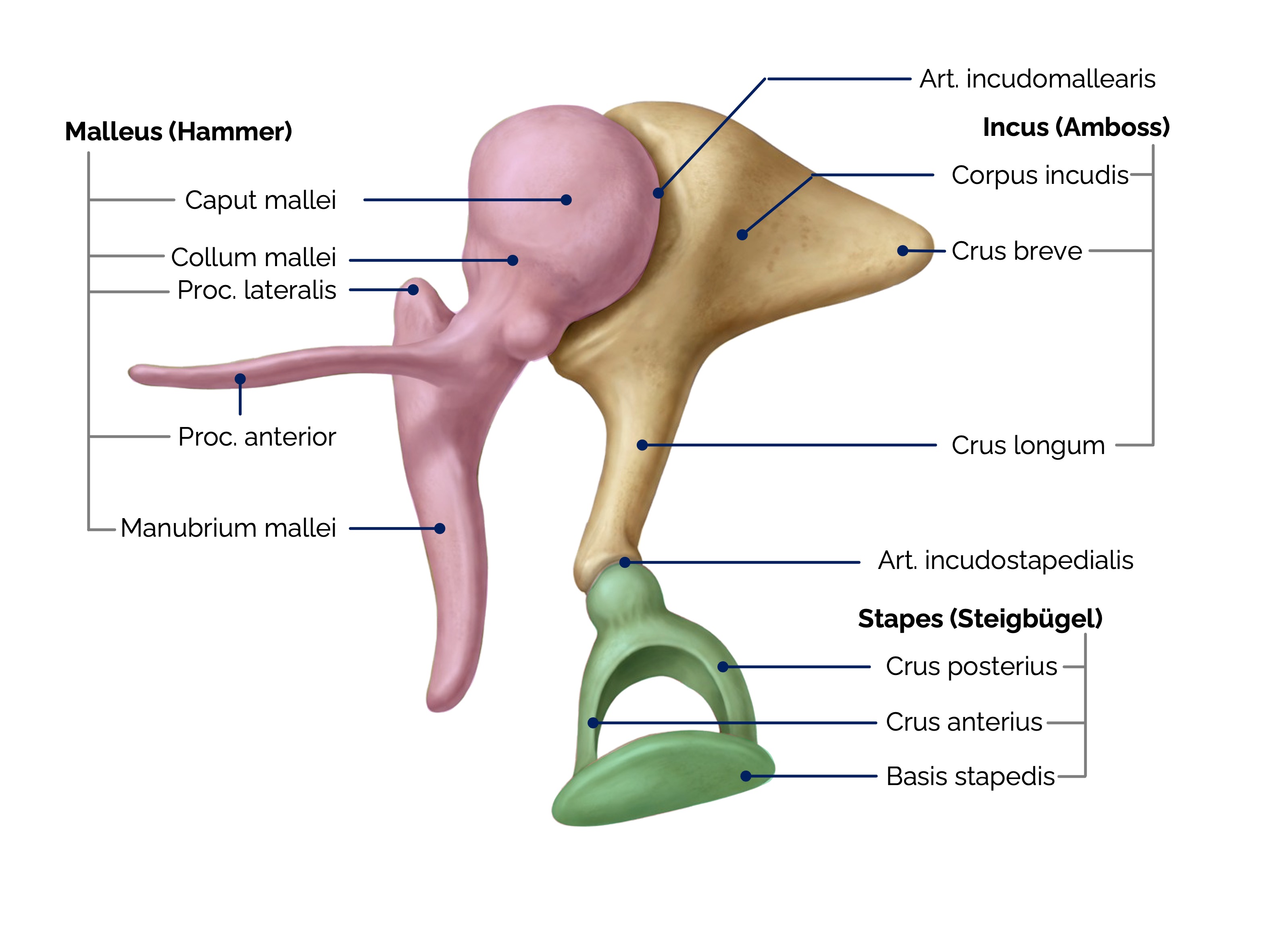 Gehörknöchelchen (Ossicula auditus)