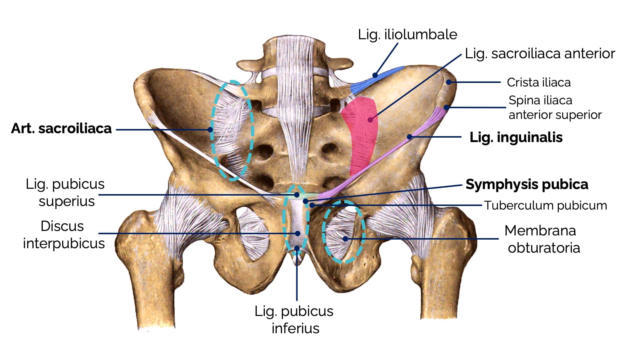 Gelenke und Bänder des Beckensrings