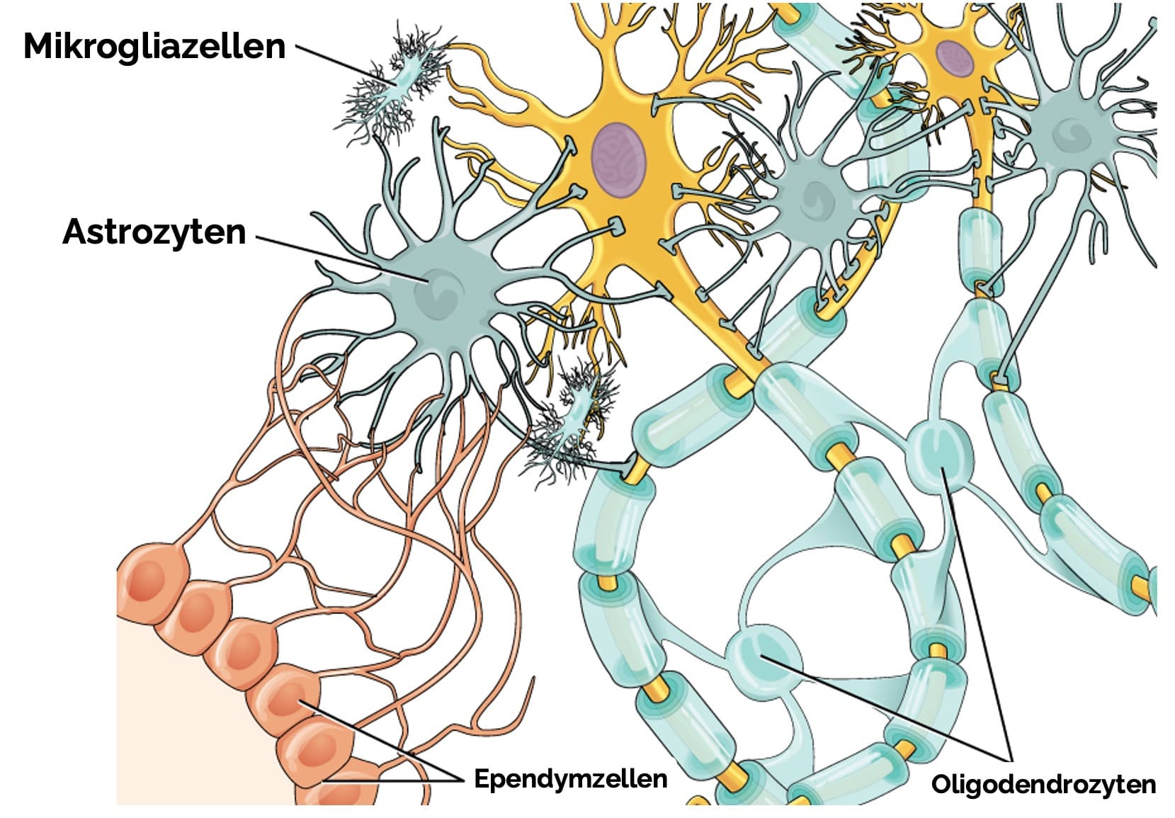 Gliazellen des zentralen Nervensystems
