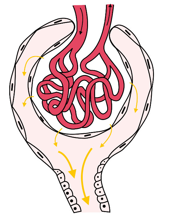 Glomeruläre Filtration
