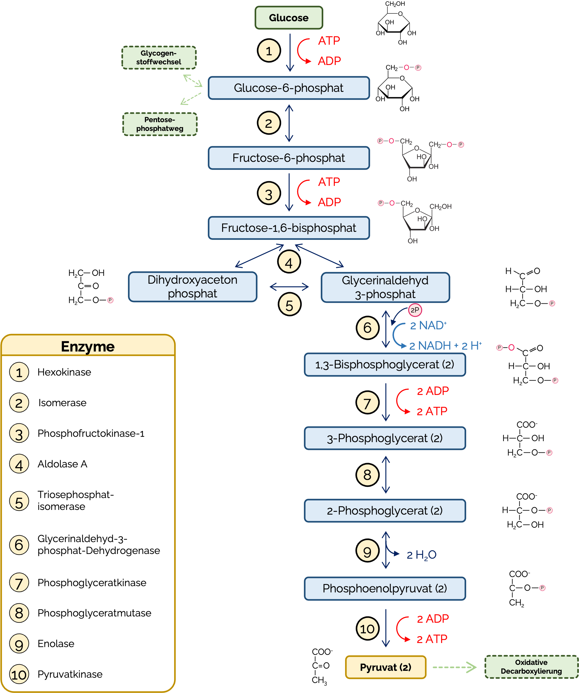 Reaktionen der Glycolyse