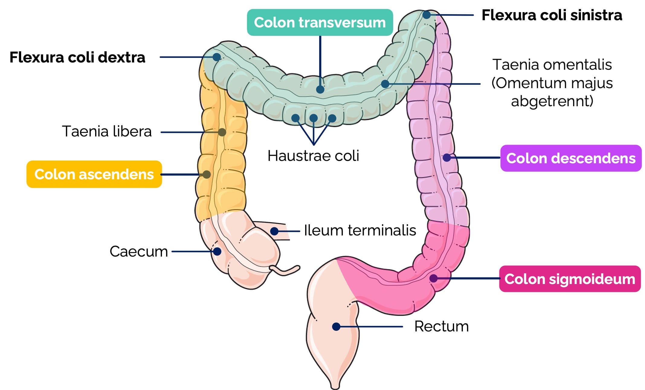 Grimmdarm (Colon)