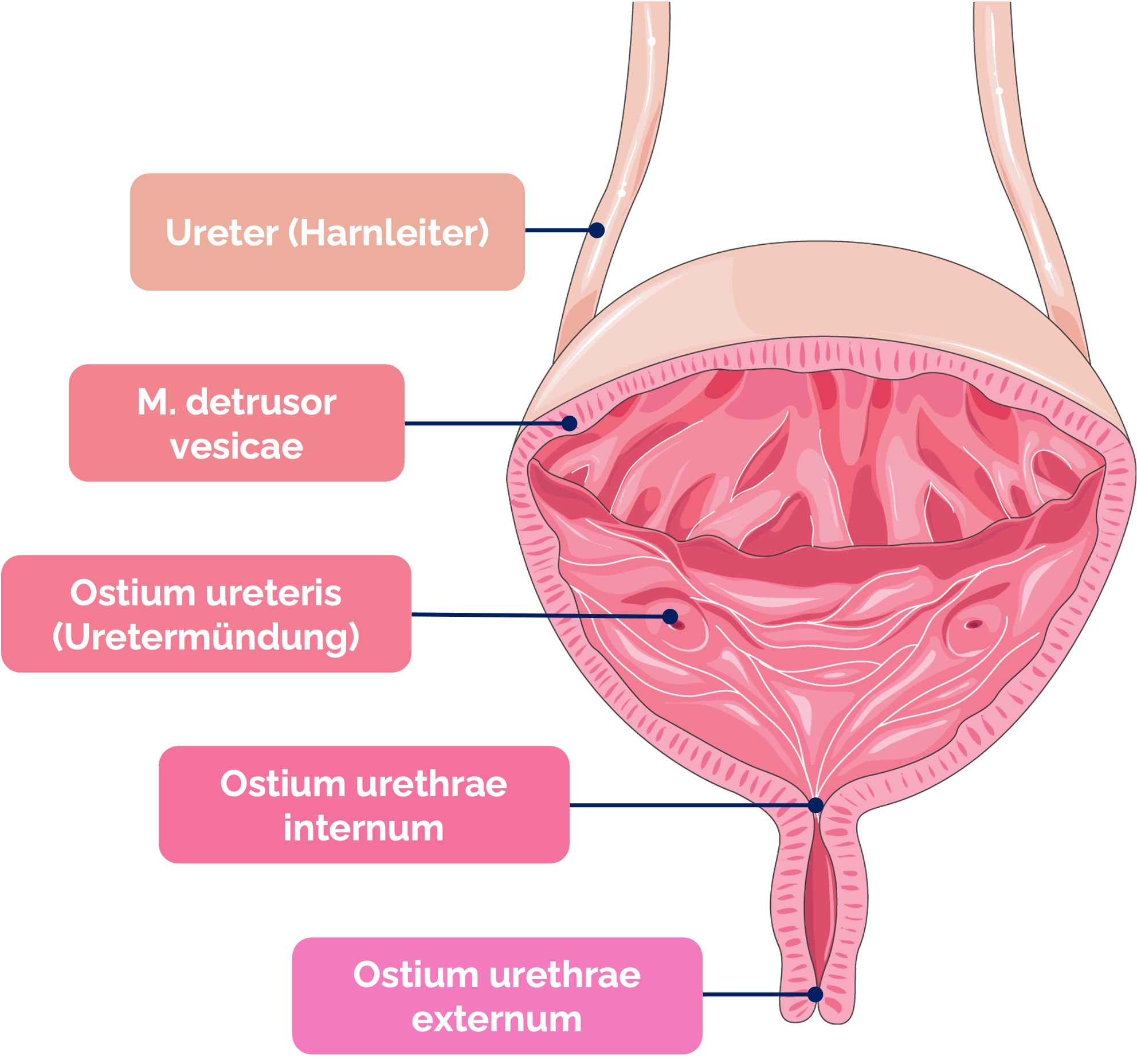 Harnblase (Vesica urinaria)