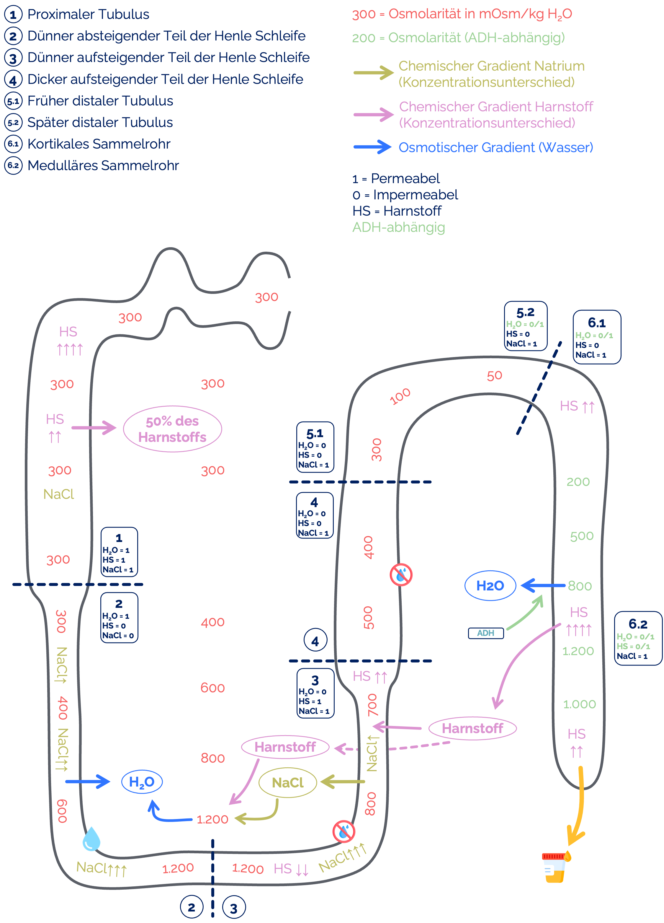 Harnstoffrezirkulation