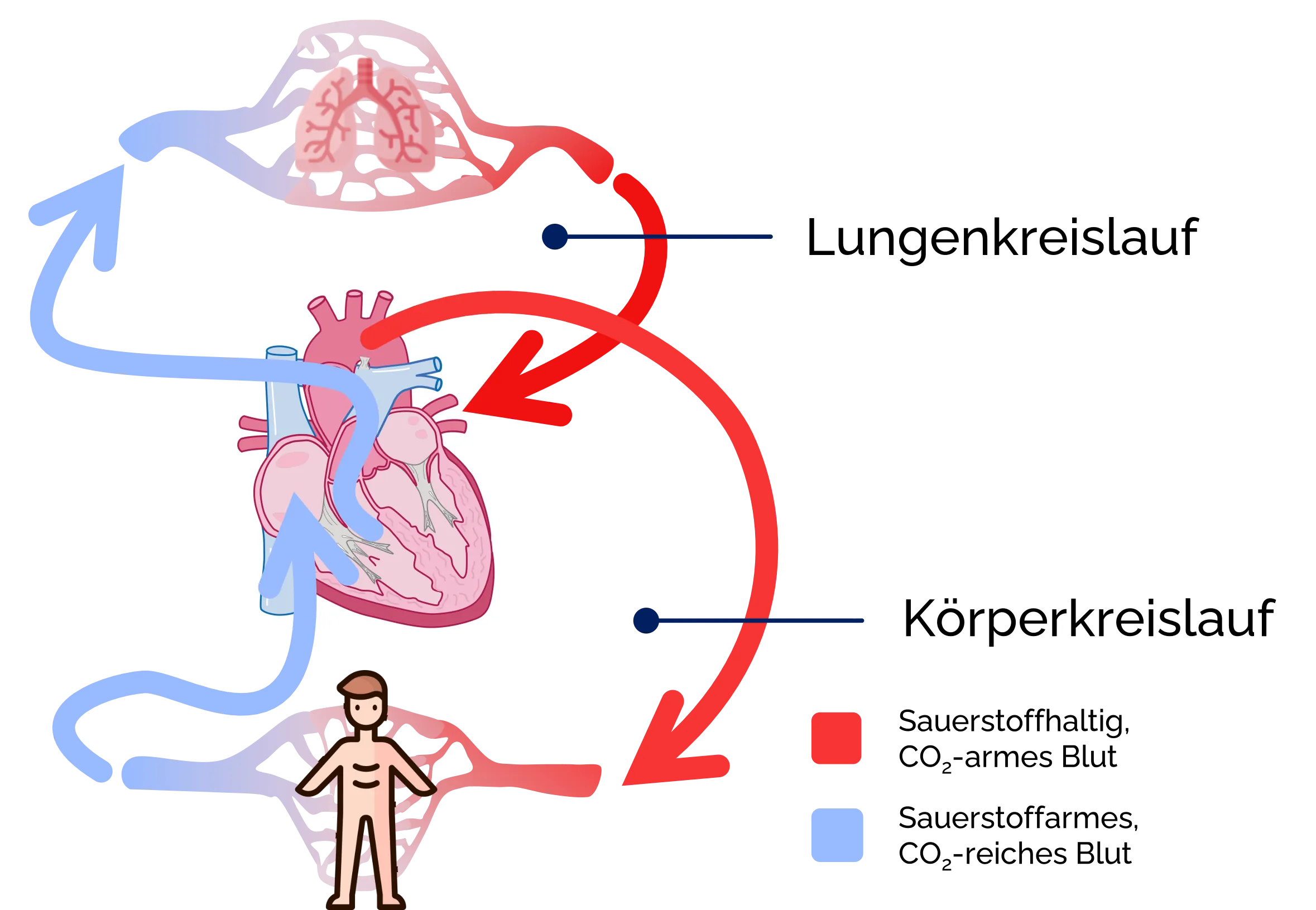 Herz-Kreislauf-System