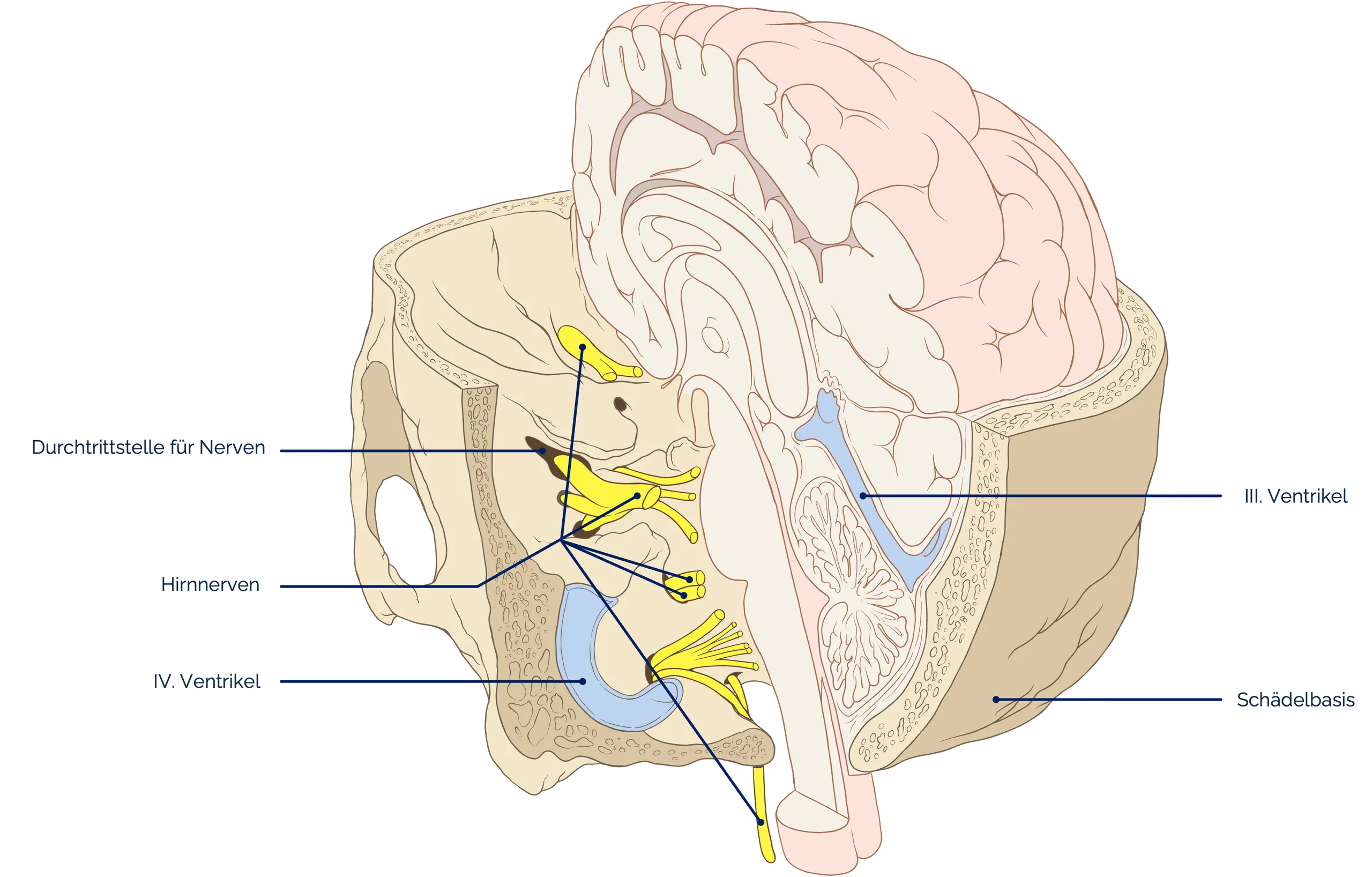 Hirnnerven (Sagittallschnitt durch den Schädel