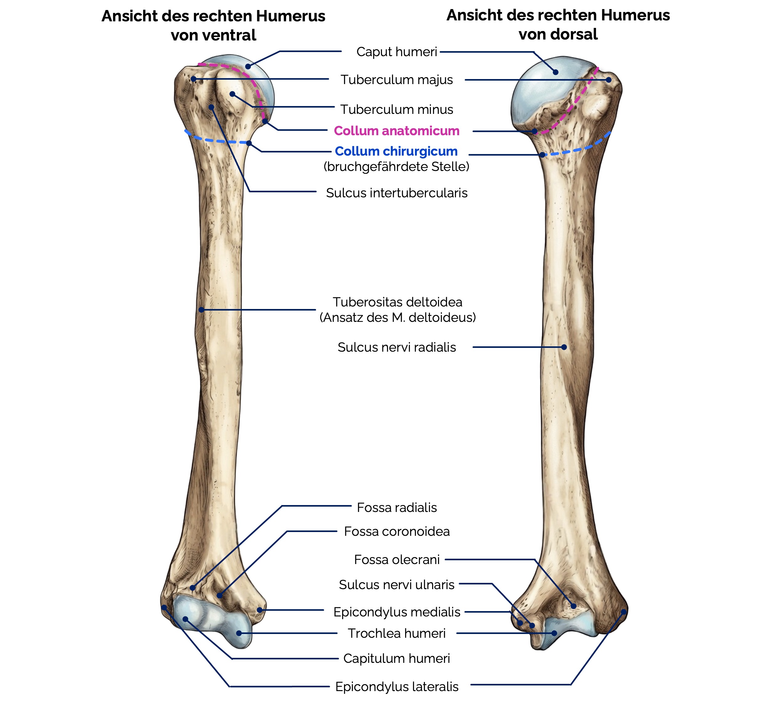 Oberarmknochen (Humerus)