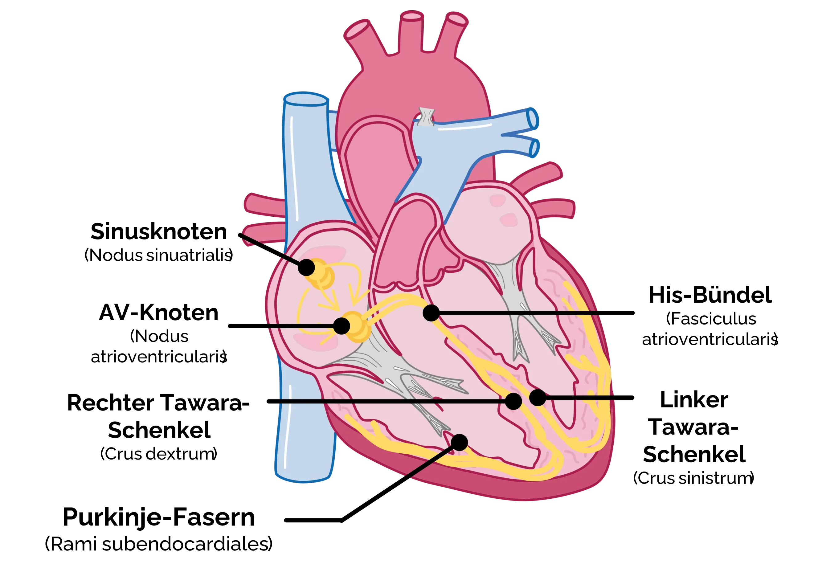 Innervation des Herzens