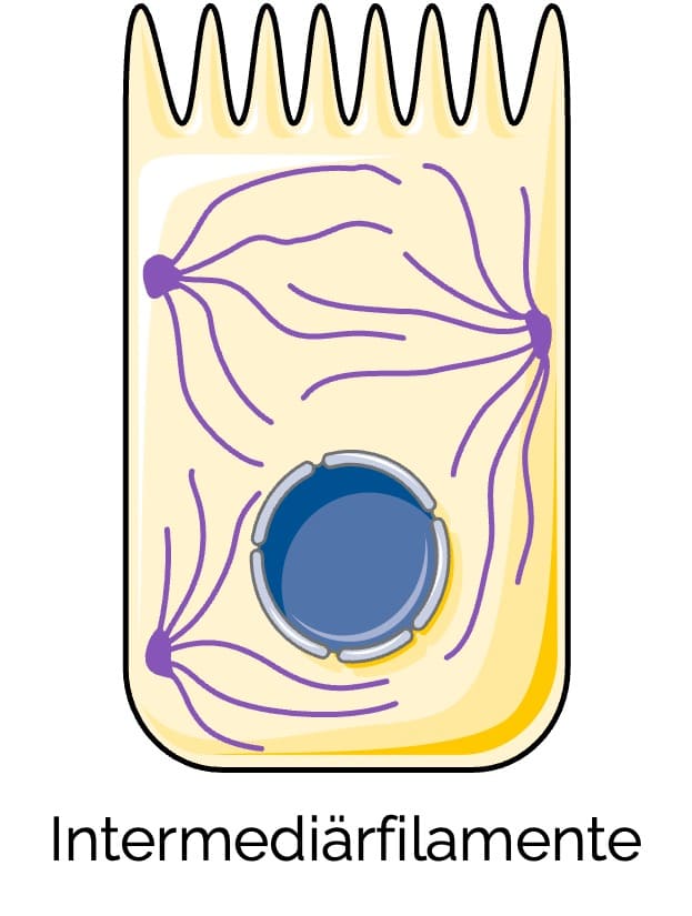 Intermediärfilamente