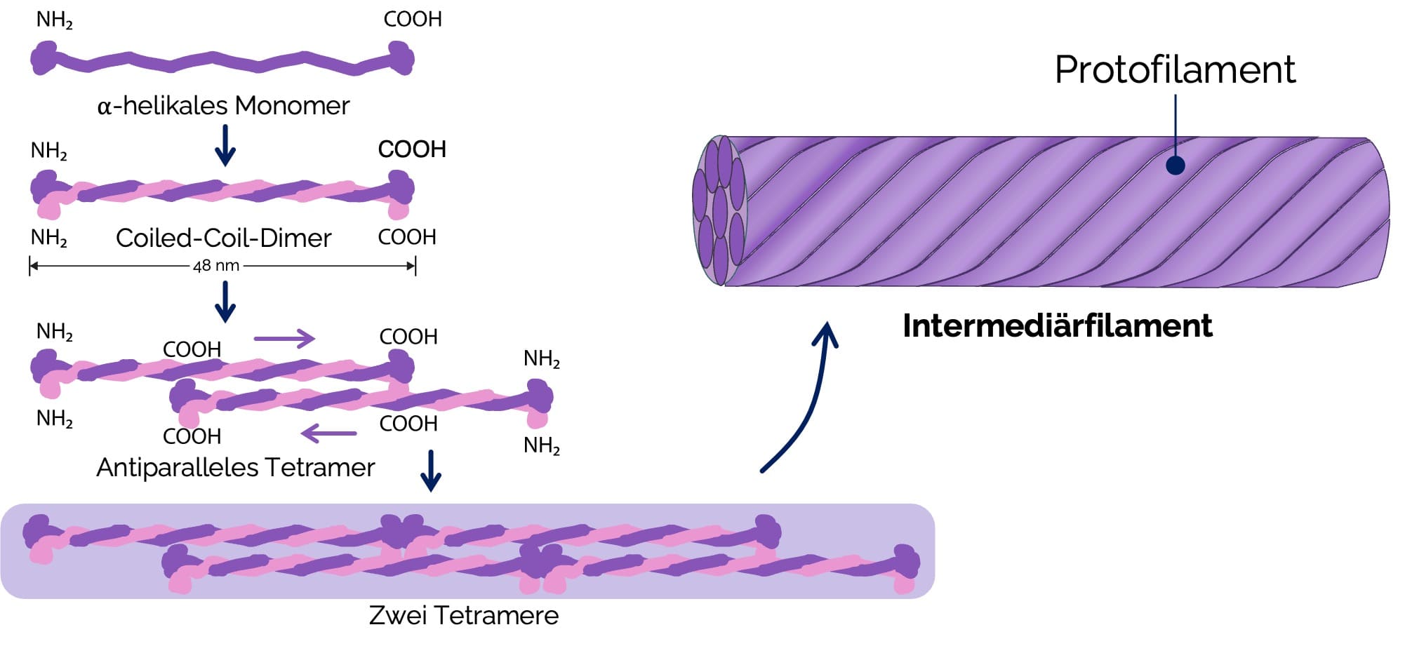 Intermediärfilamente