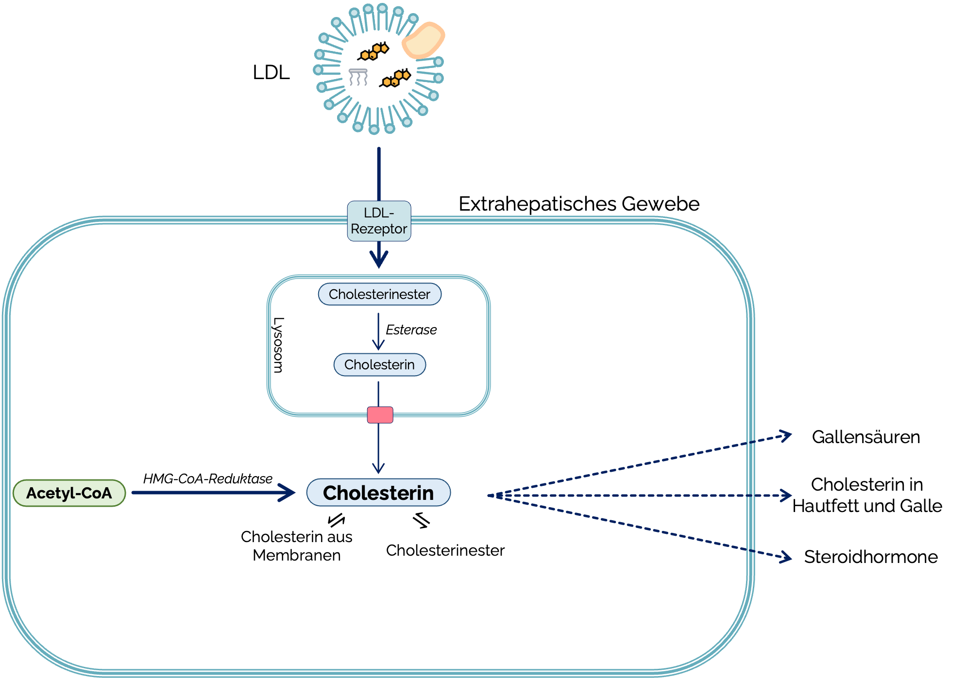 Intrazelluläre Cholesterinhomöostase