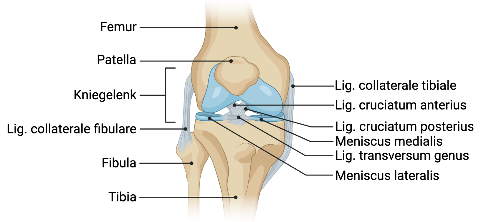 Kniegelenk (Art. genus)