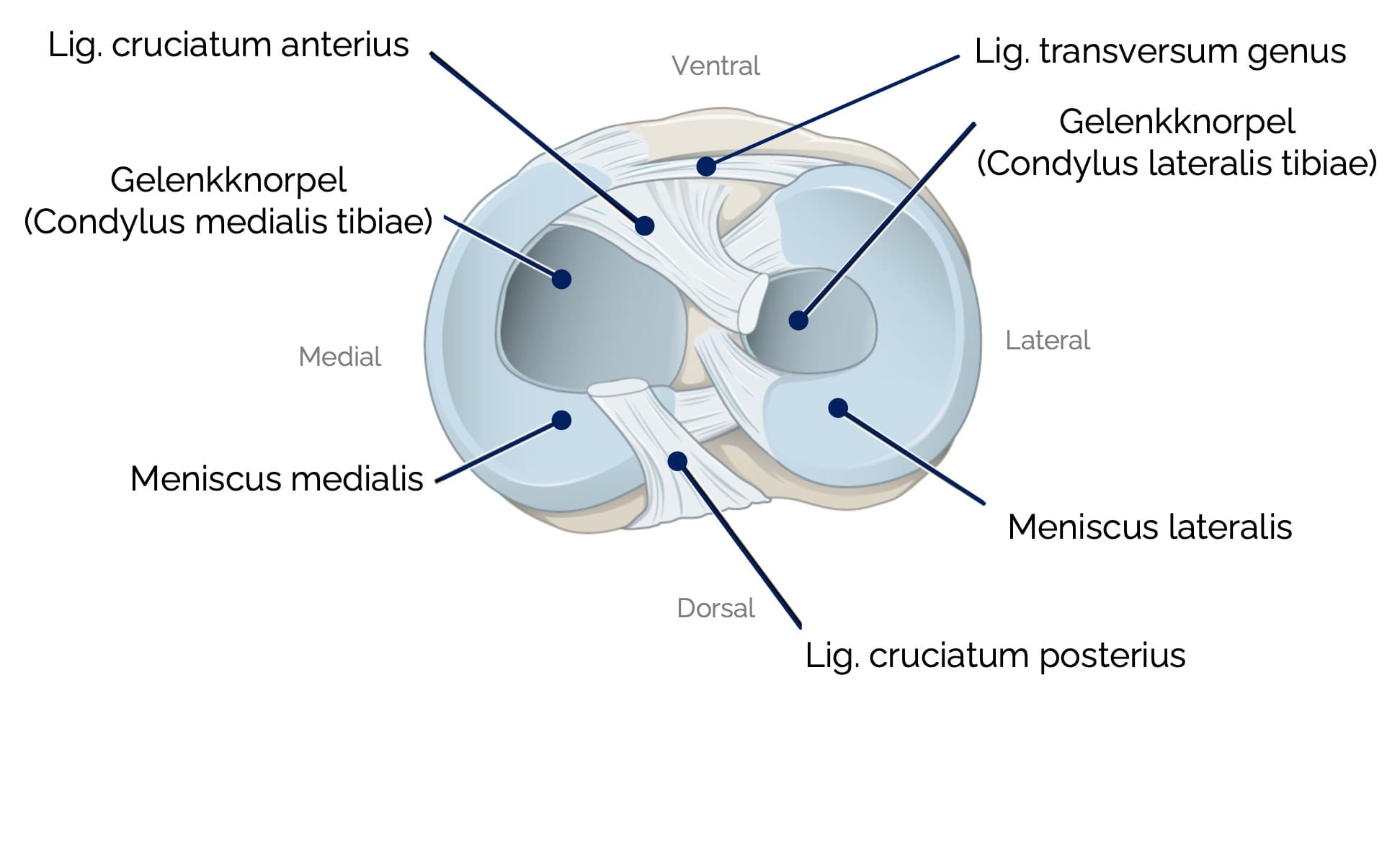 Kniegelenk (Art. genus)
