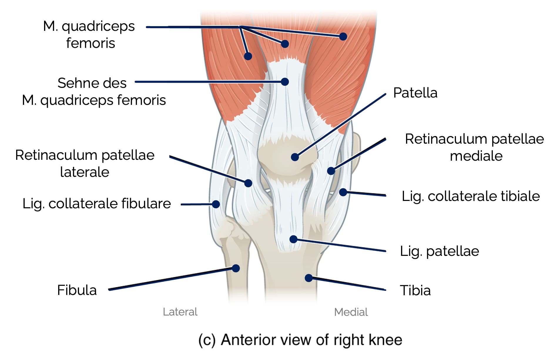 Kniegelenk (Art. genus)