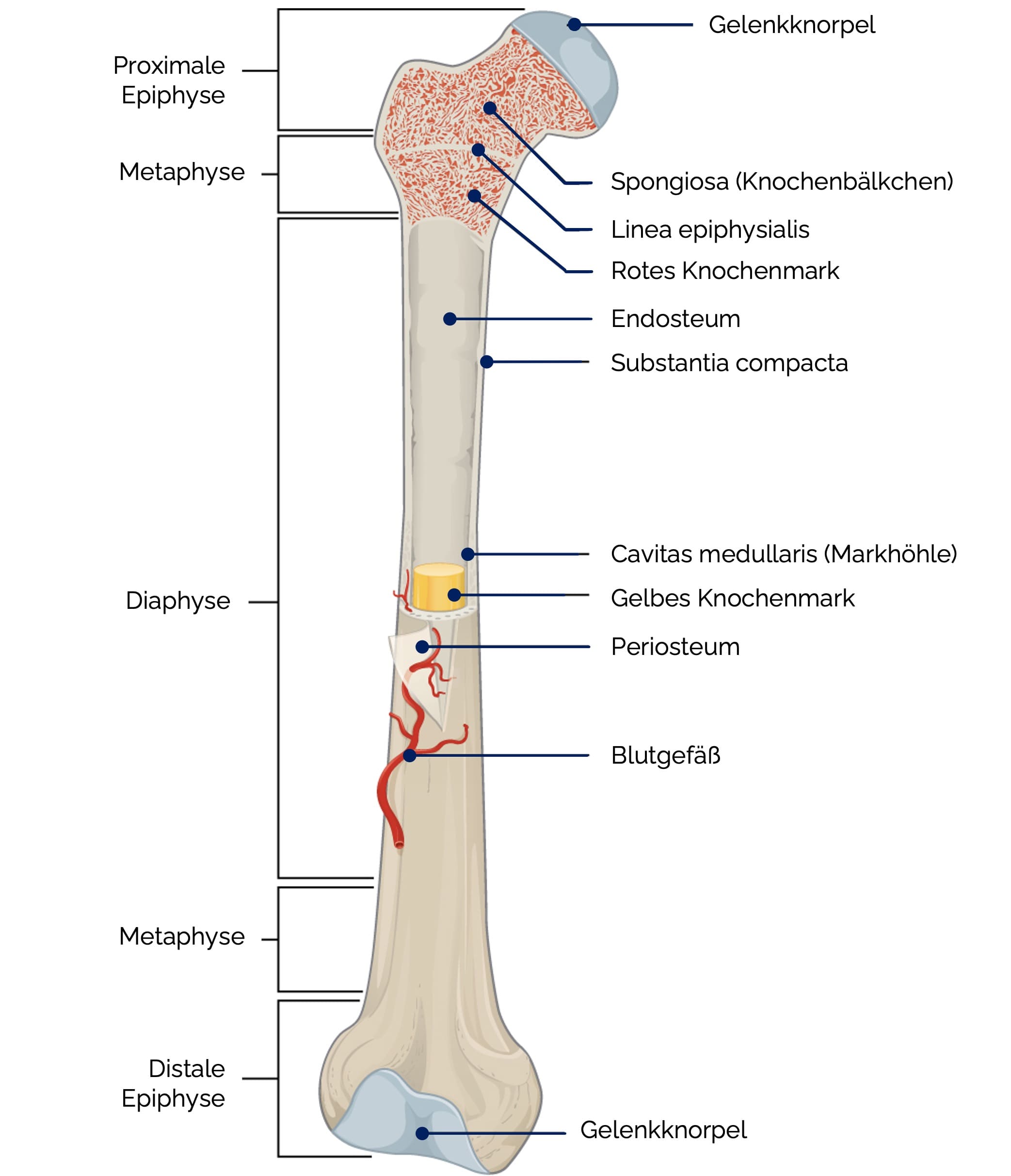 Aufbau eines Knochens