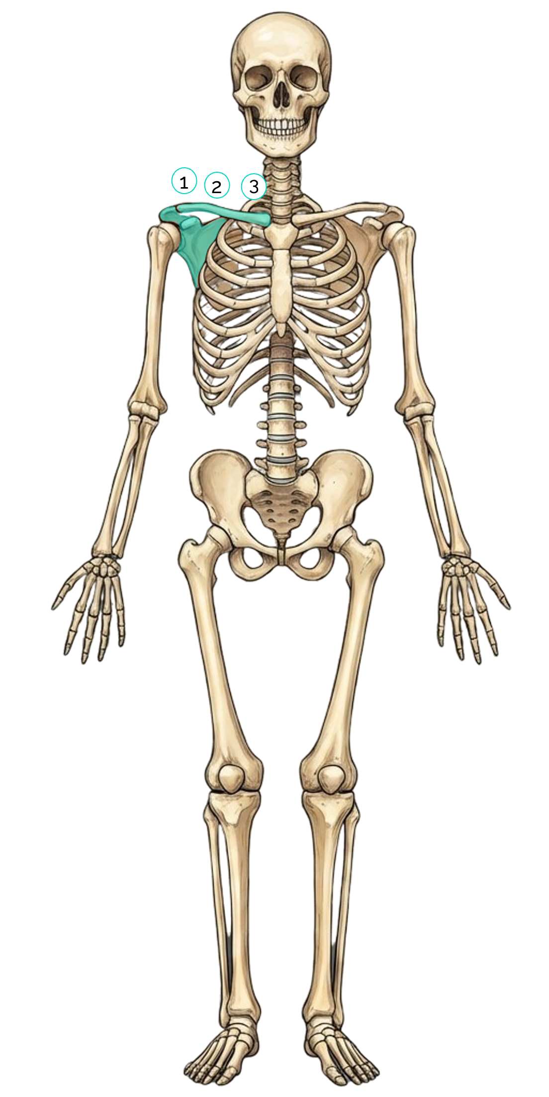 Knochen des Schultergürtels