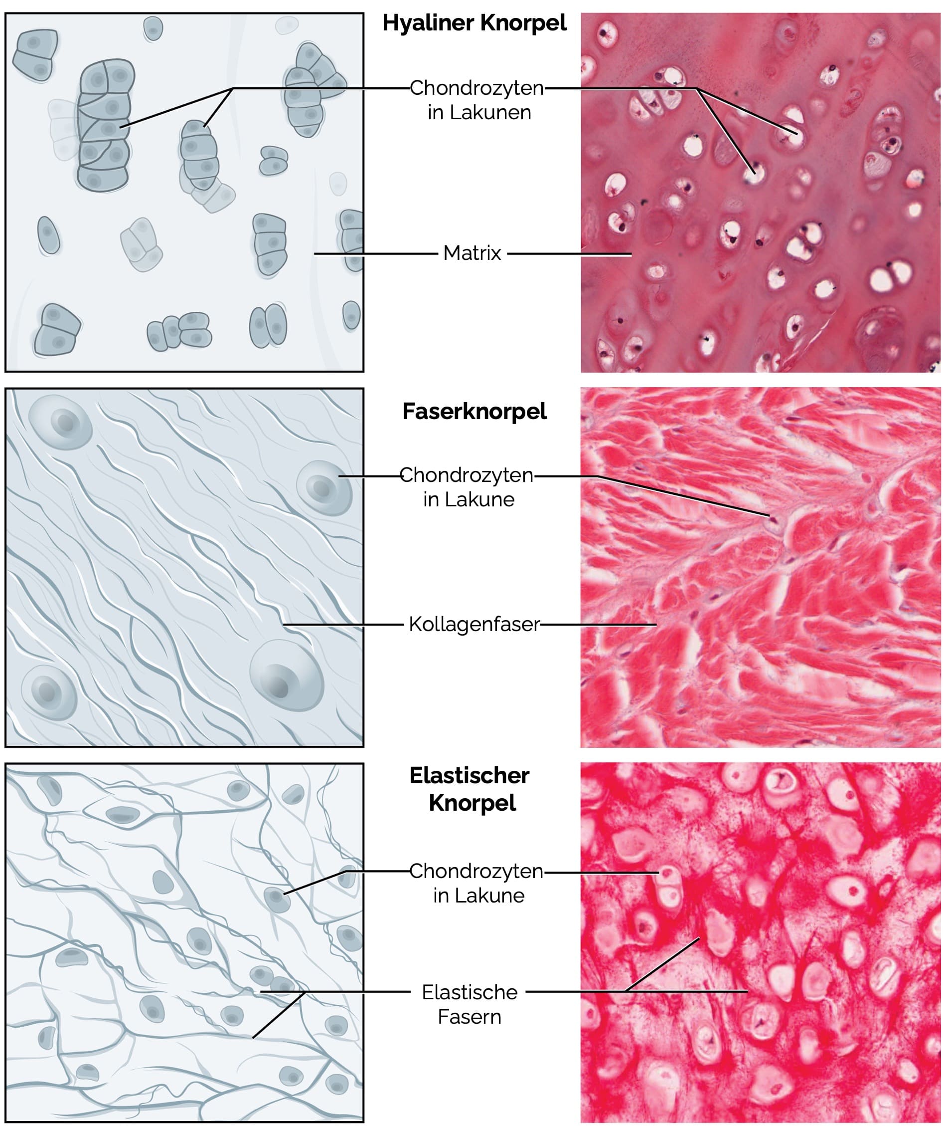 Formen des Knorpelwachstums