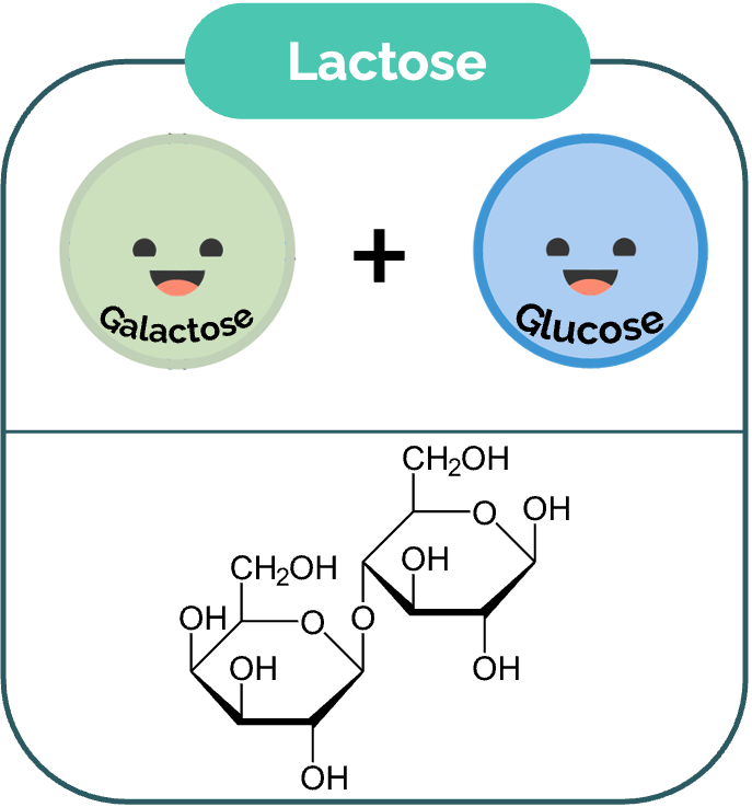 Lactose