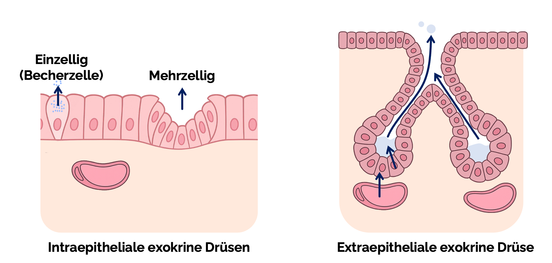 Einteilung nach Lage der Drüsenzellen im Verhältnis zum Oberflächenepithel