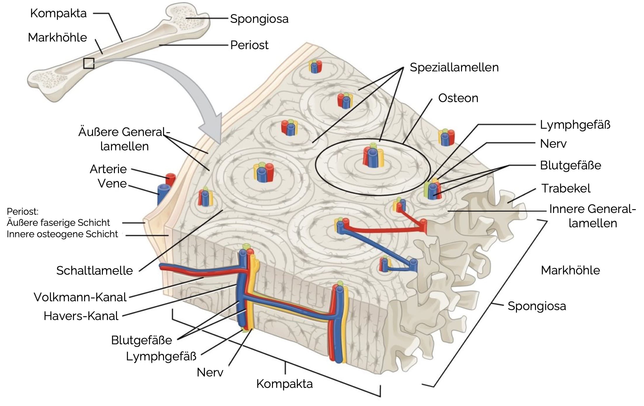 Baueinheiten der Substantia compacta (Kompakta):