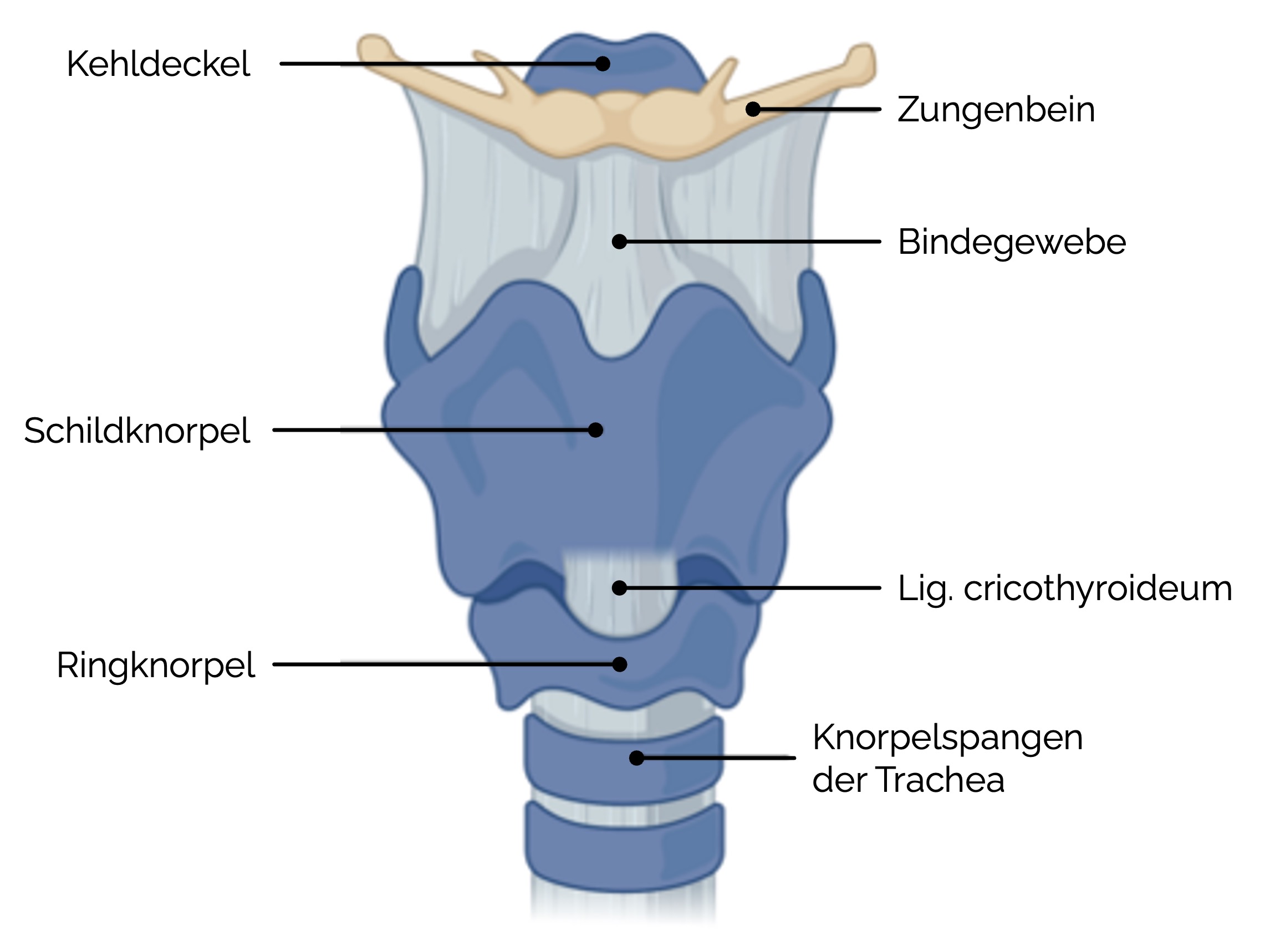 Kehlkopf (Larynx) Anatomie