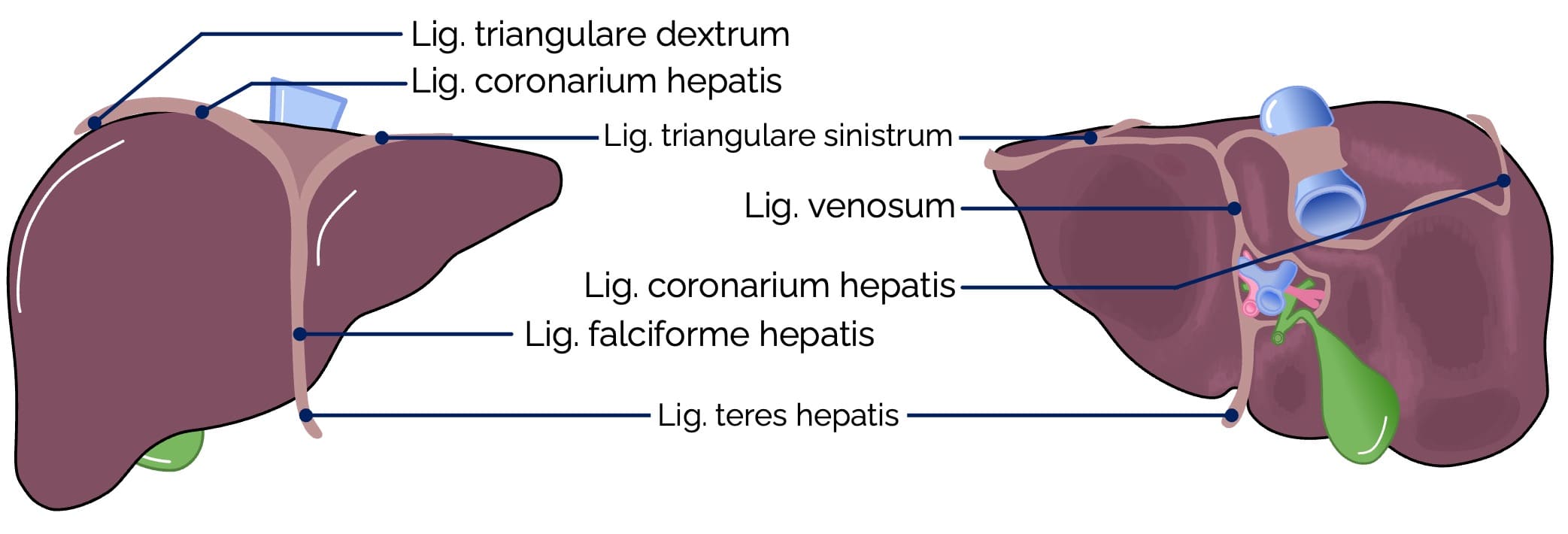 Leber (Hepar)