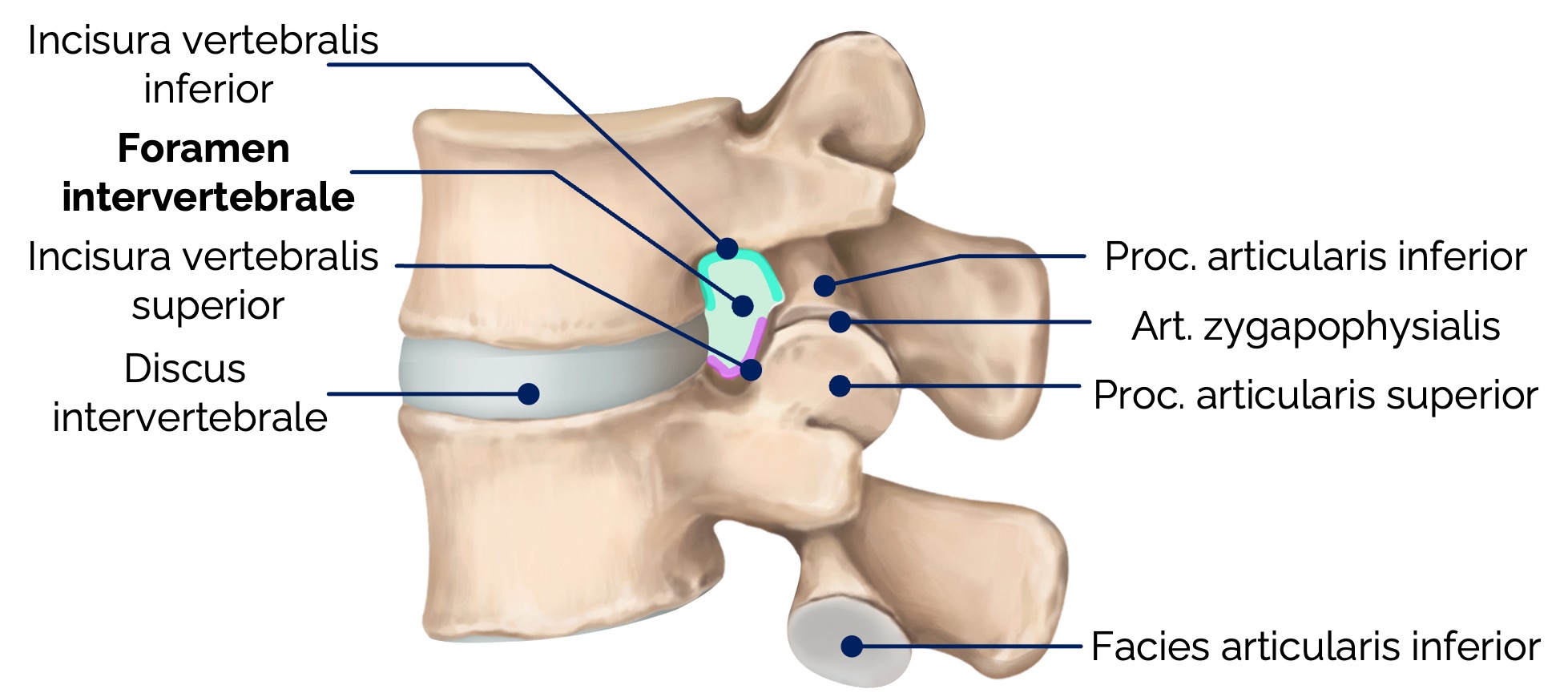 Foramen intervertebrale und angrenzende Strukturen an der Lendenwirbelsäule