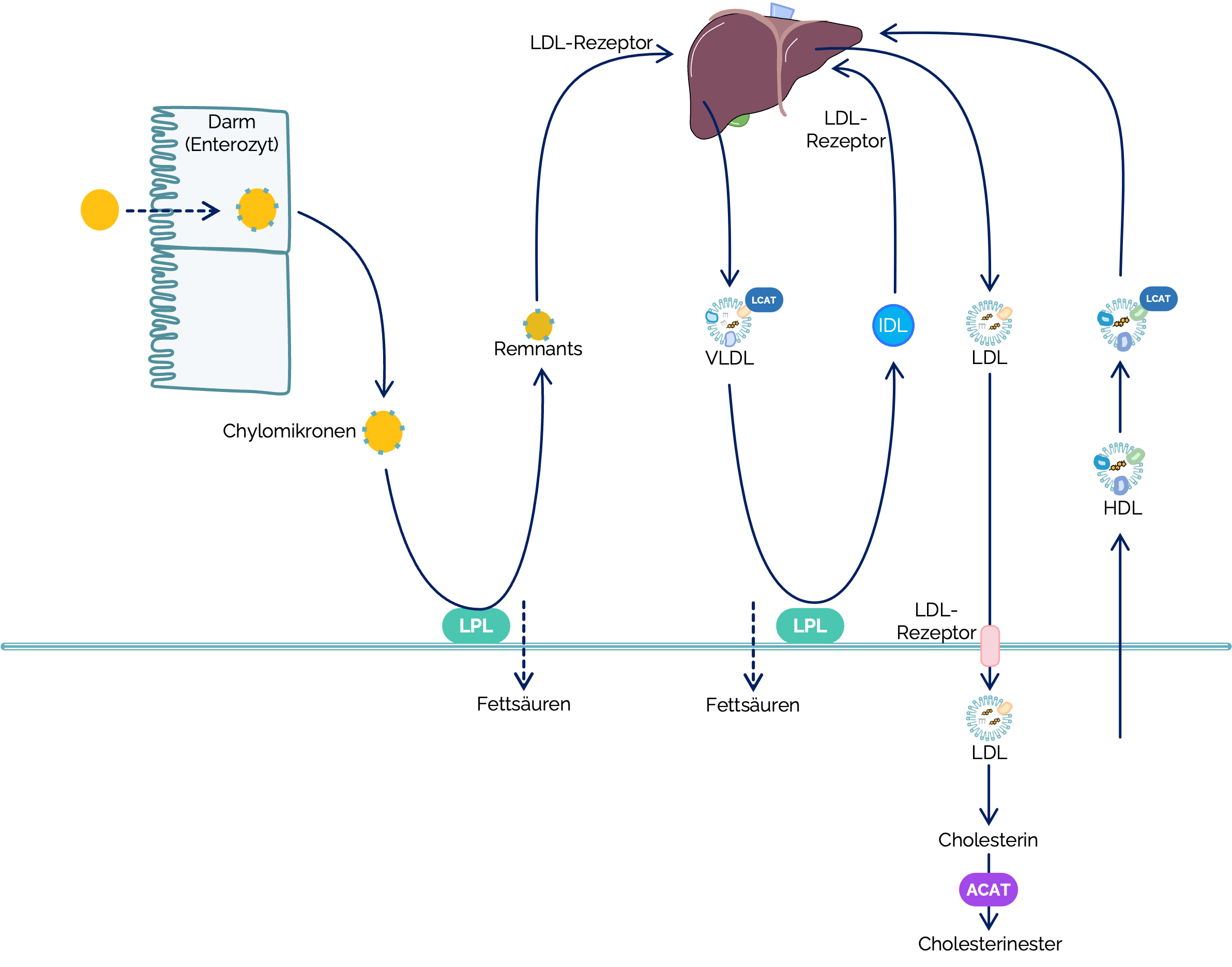Stoffwechsel der Lipoproteine