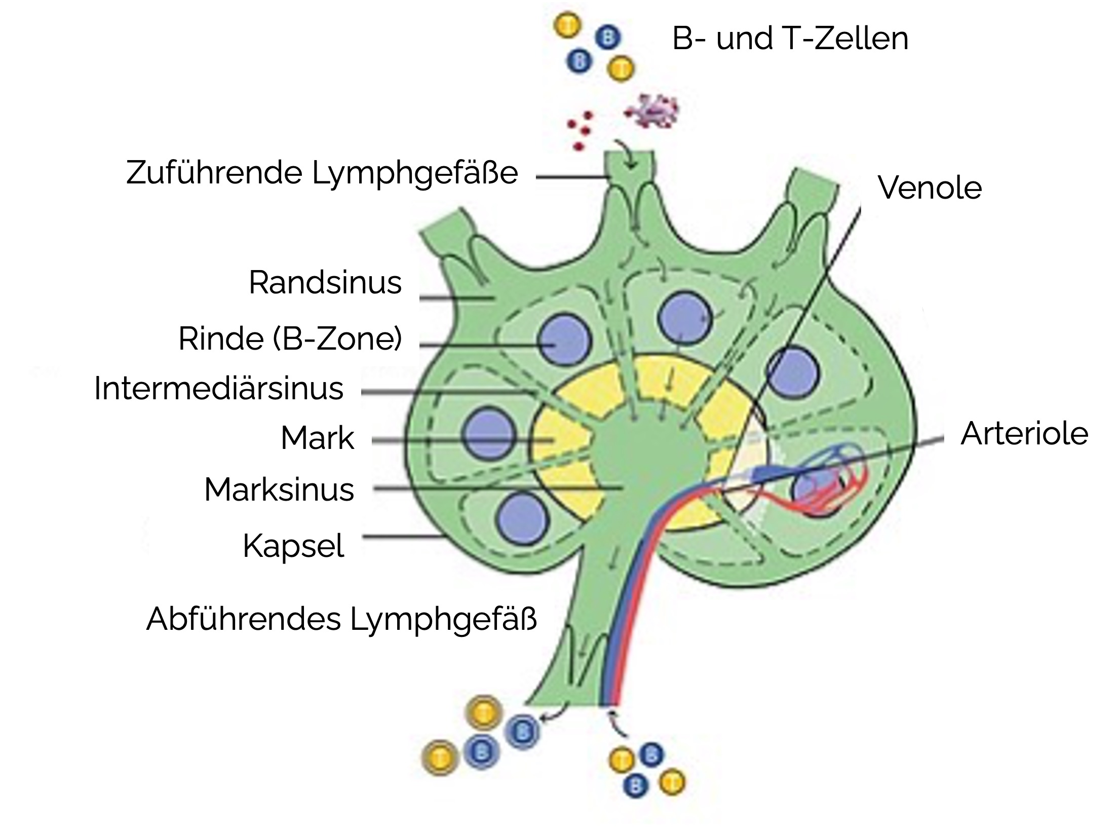 Lymphknoten