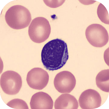 Lymphozyt