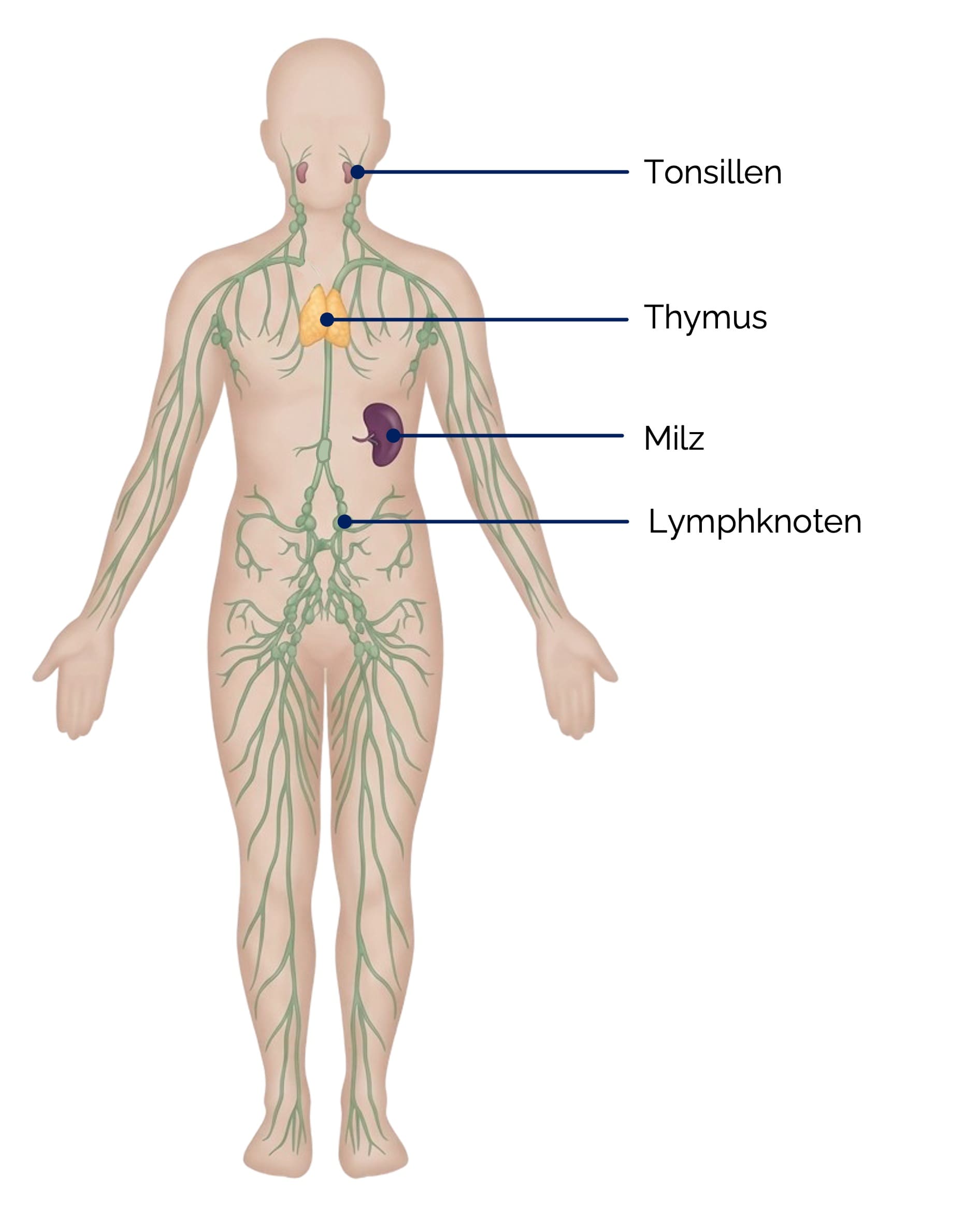 Lymphsystem (lymphatische Organe und Gefäße)