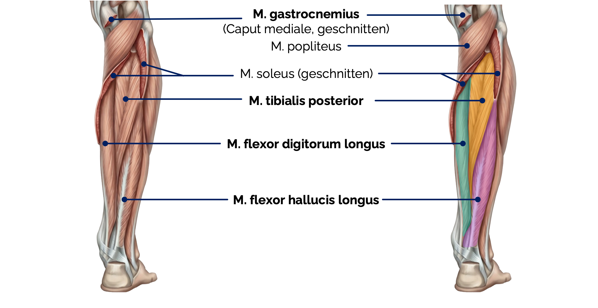 M. flexor digitorum longus, M. flexor hallucis longus und M. tibialis posterior