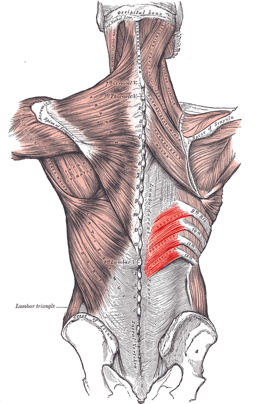 Musculus serratus posterior inferior