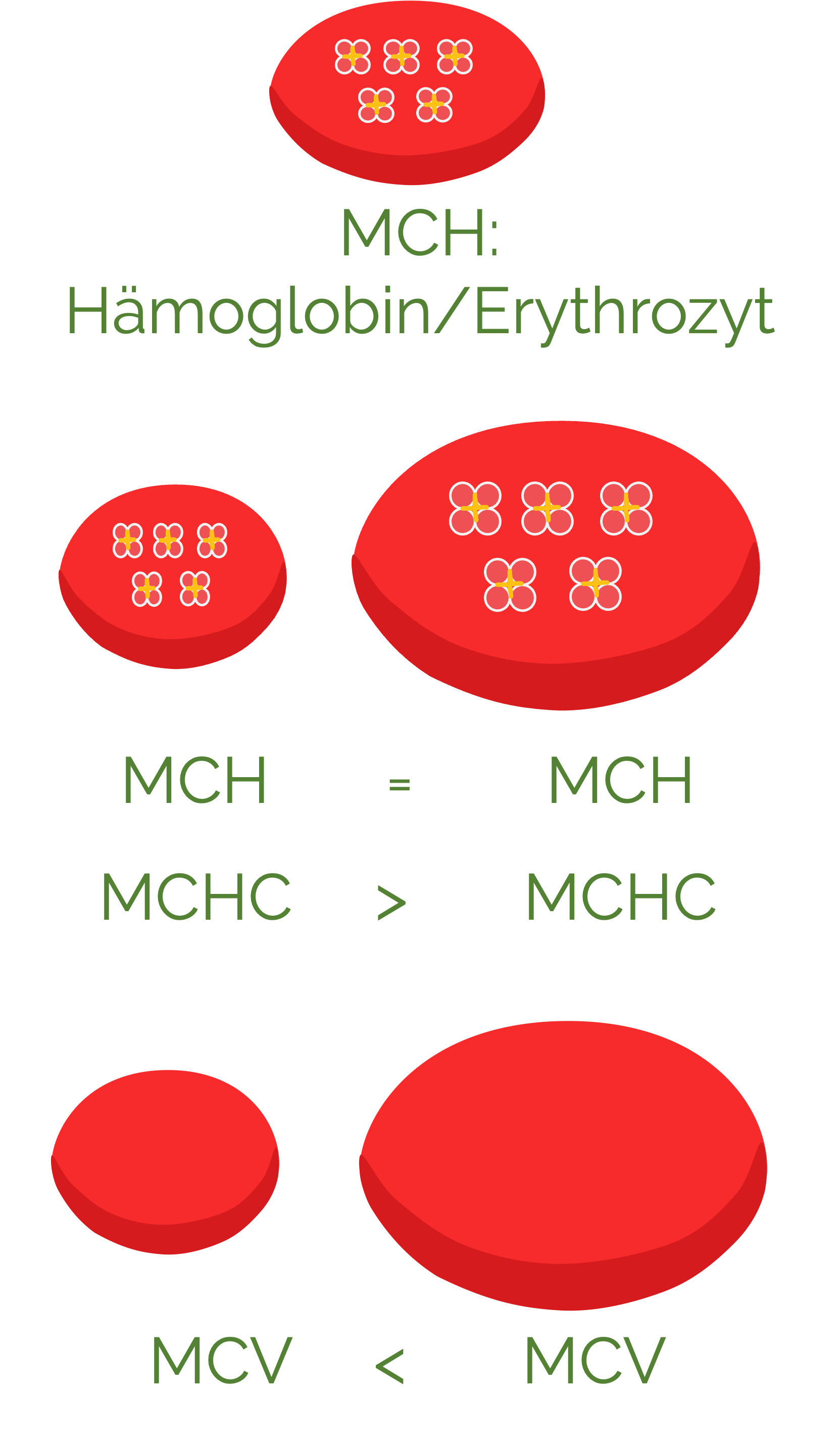 MCH, MCHC und MCV