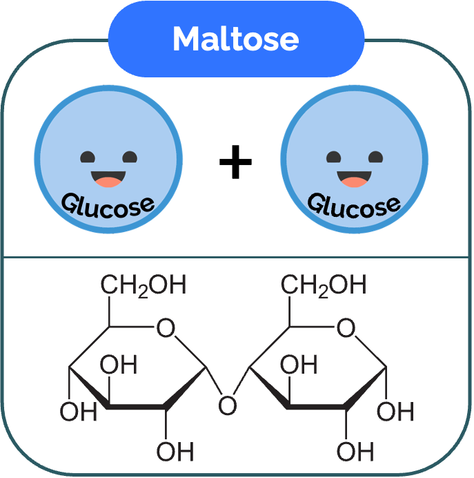 Maltose