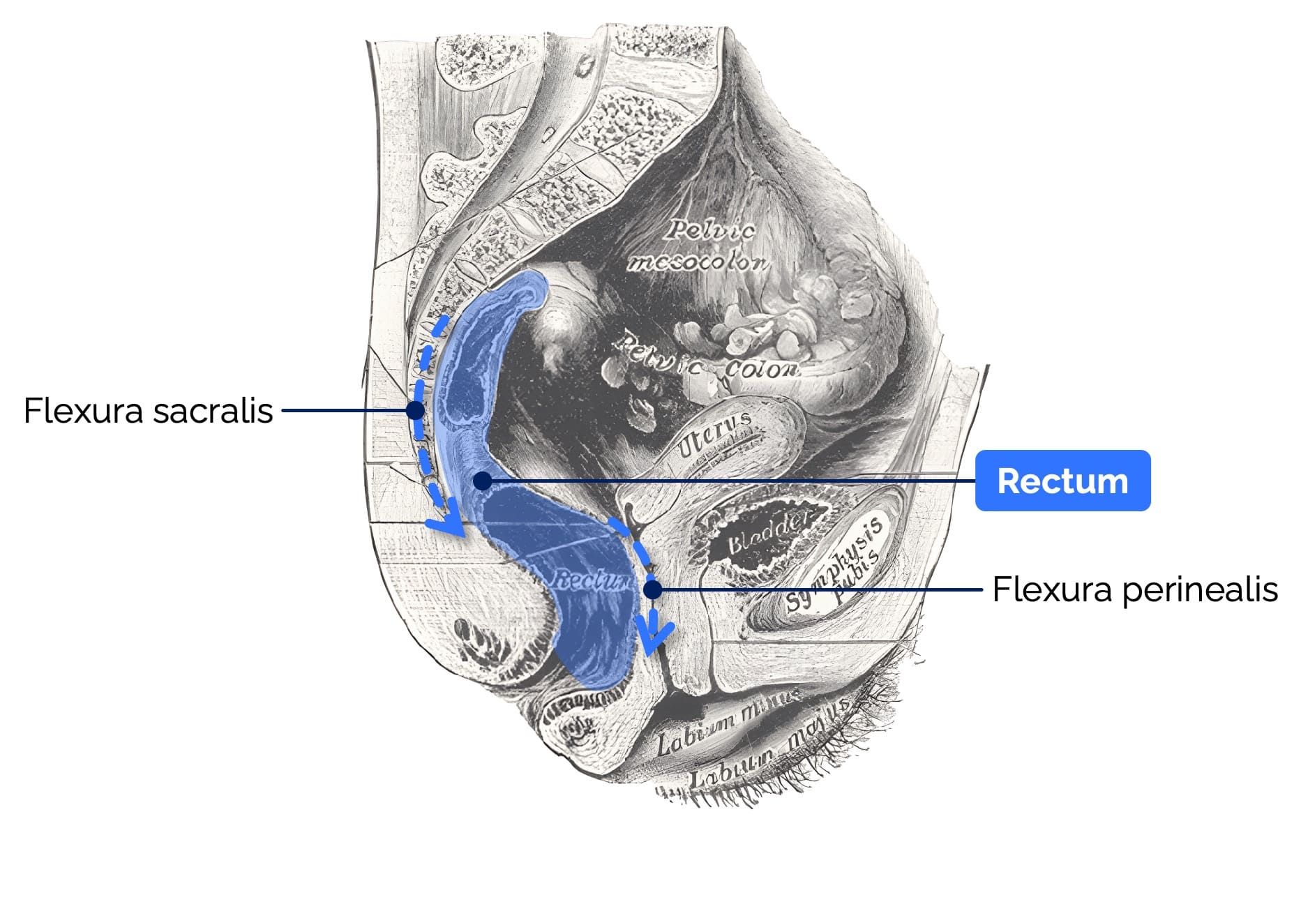 Mastdarm (Rectum)