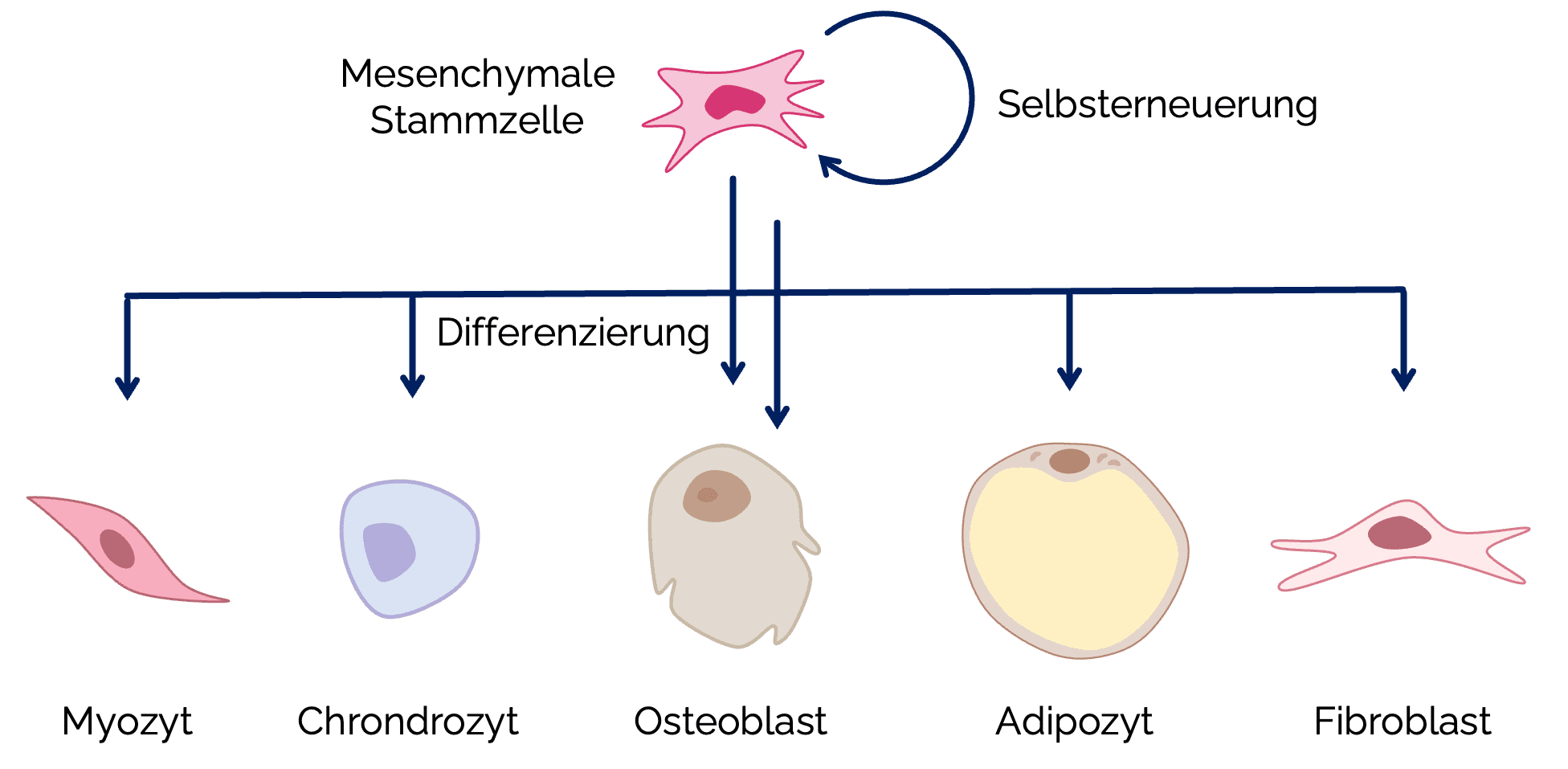 Mesenchymale Stammzelle