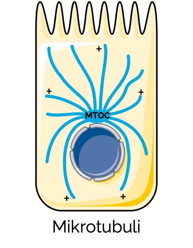 Mikrotubuli