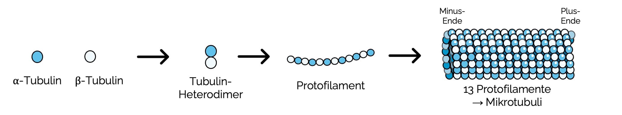 Struktur der Mikrotubuli